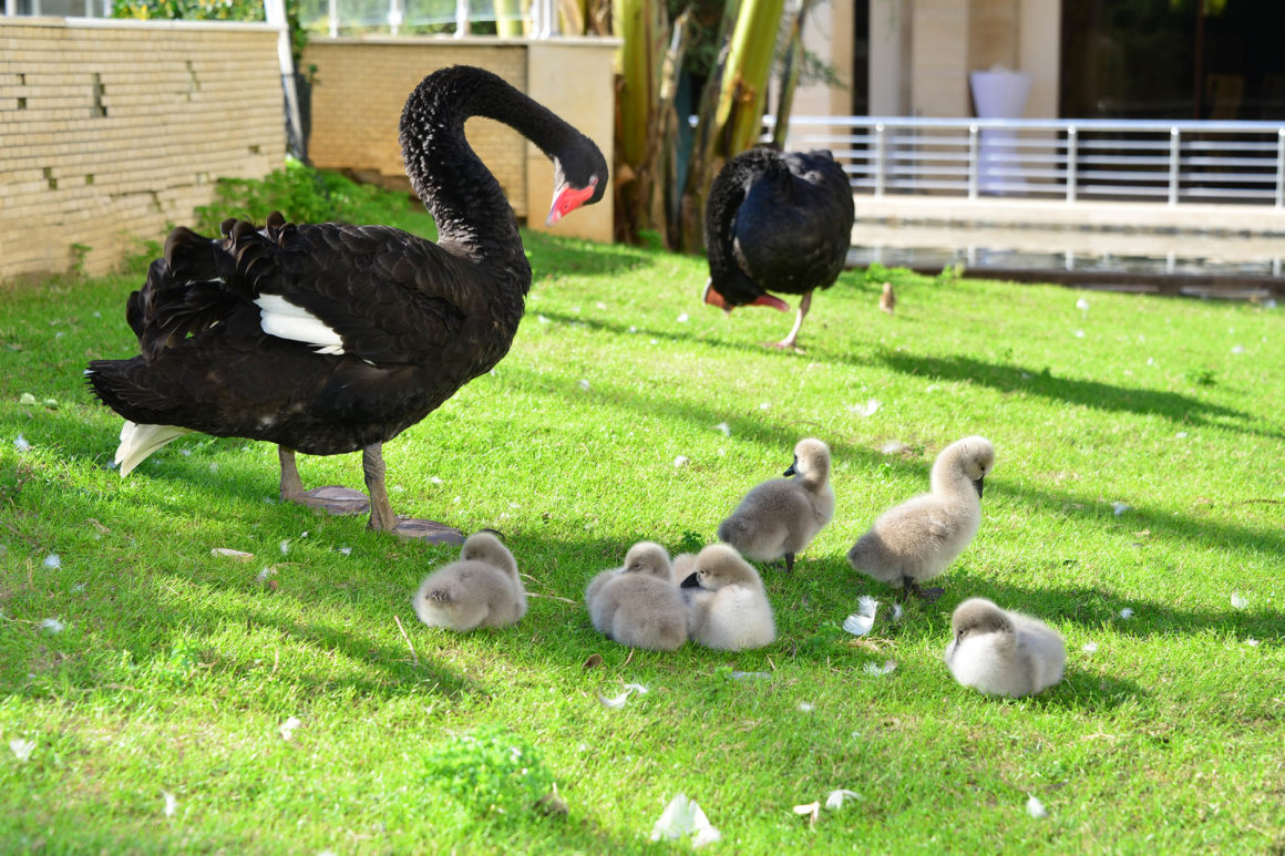 Alva Donna Resort & Spa Belek – Antalya